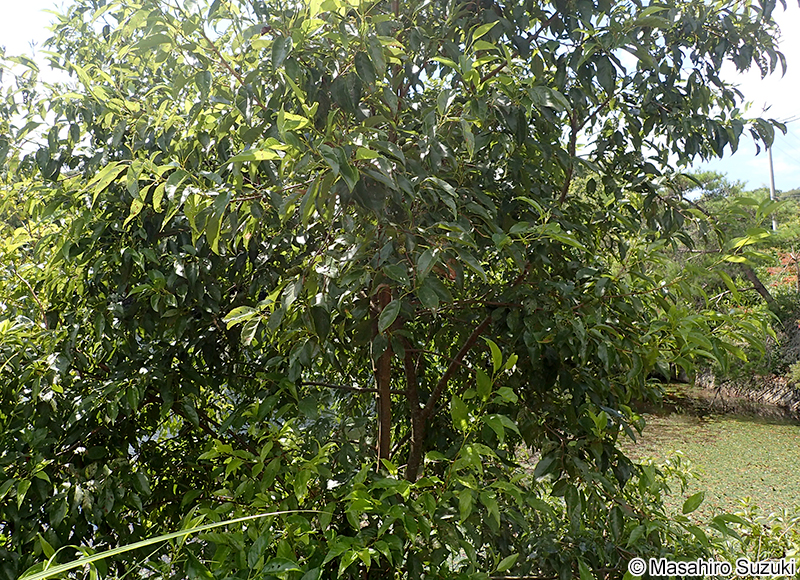 ハンノキ Alnus japonica