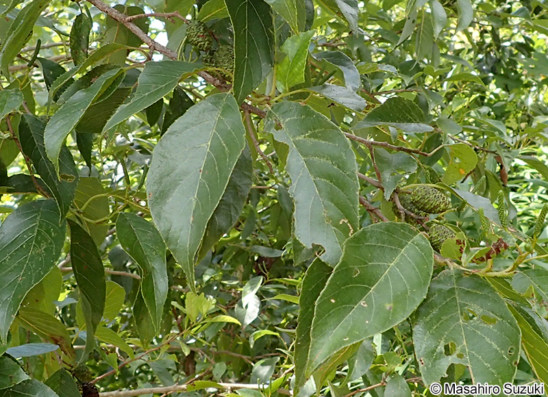 ハンノキ Alnus japonica