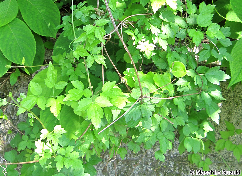 ハンショウヅル Clematis japonica