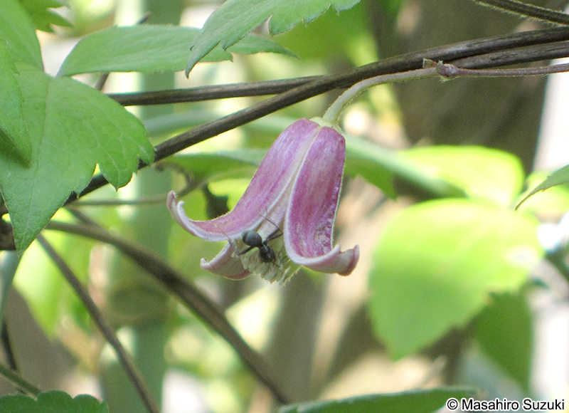 ハンショウヅル Clematis japonica
