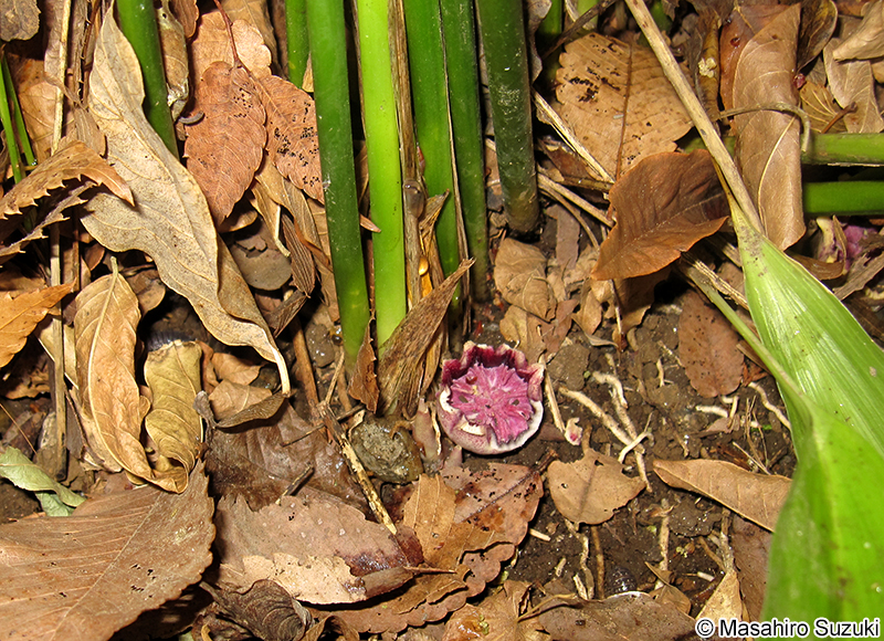 ハラン Aspidistra elatior