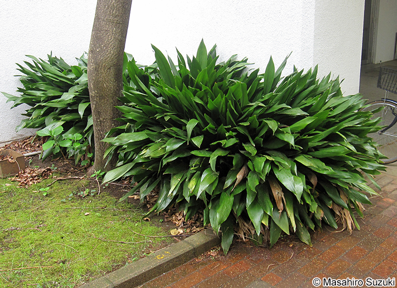 ハラン Aspidistra elatior