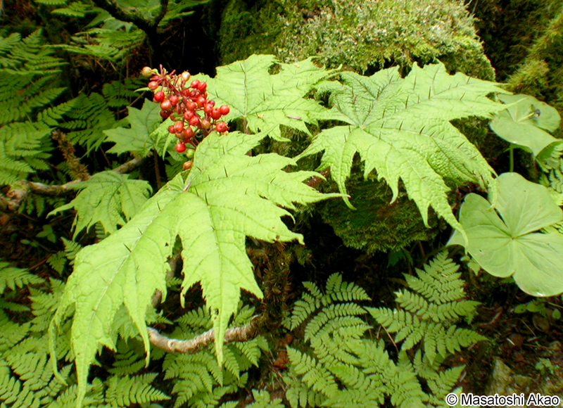 ハリブキ Oplopanax japonicus