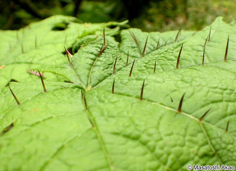 ハリブキ Oplopanax japonicus
