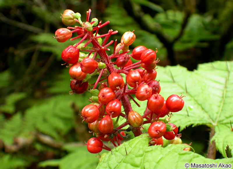 ハリブキ Oplopanax japonicus