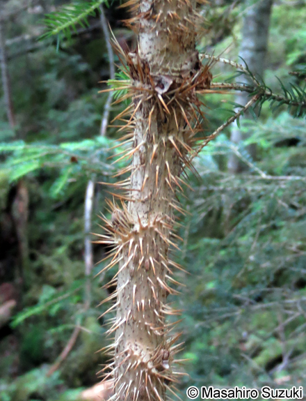 ハリブキ Oplopanax japonicus