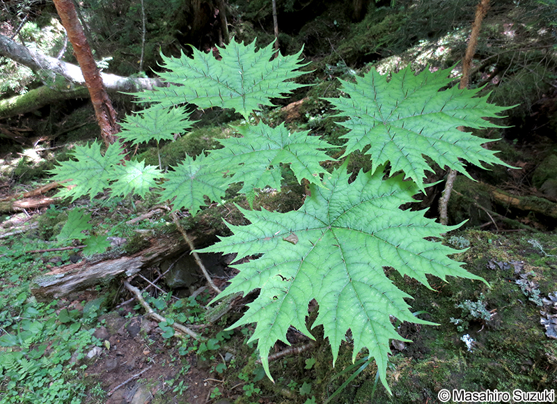 ハリブキ Oplopanax japonicus