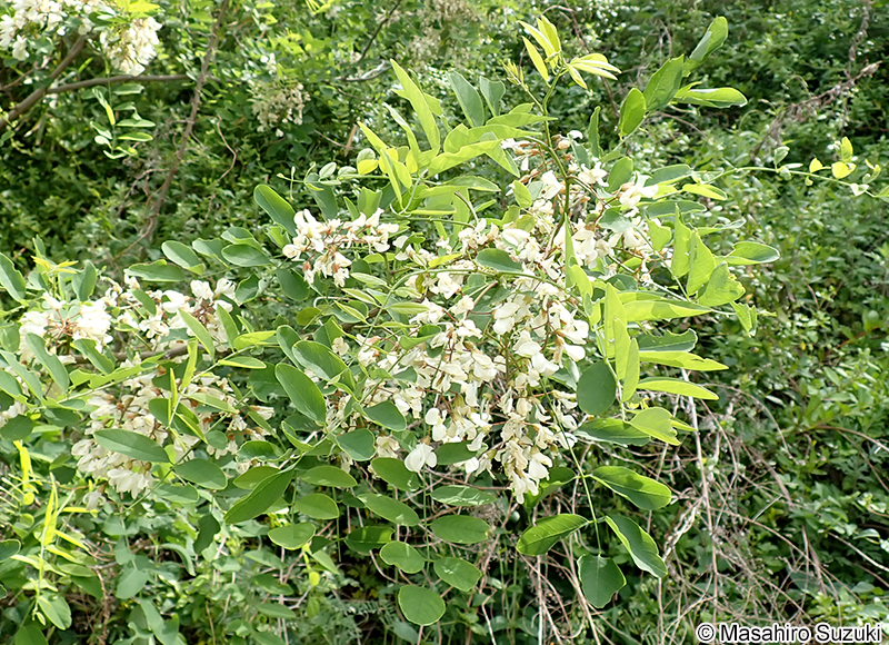 ニセアカシア（ハリエンジュ） Robinia pseudoacacia