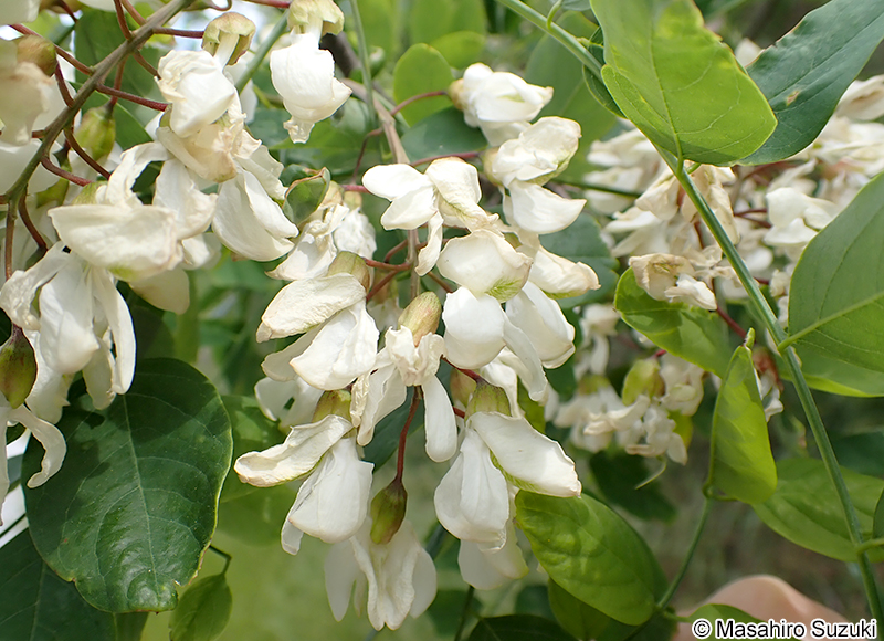 ニセアカシア（ハリエンジュ） Robinia pseudoacacia