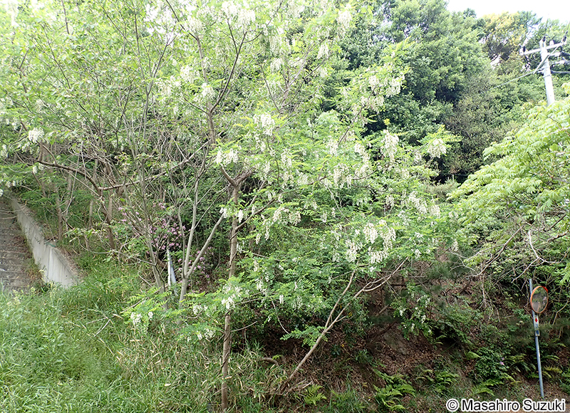 ニセアカシア（ハリエンジュ） Robinia pseudoacacia