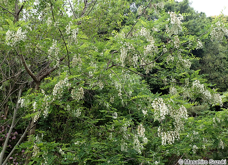 ニセアカシア（ハリエンジュ） Robinia pseudoacacia