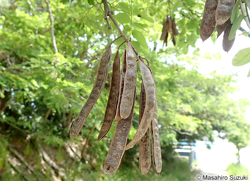 ニセアカシア（ハリエンジュ） Robinia pseudoacacia
