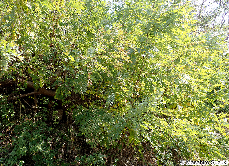 ニセアカシア（ハリエンジュ） Robinia pseudoacacia