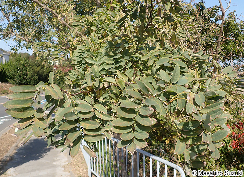 ニセアカシア（ハリエンジュ） Robinia pseudoacacia