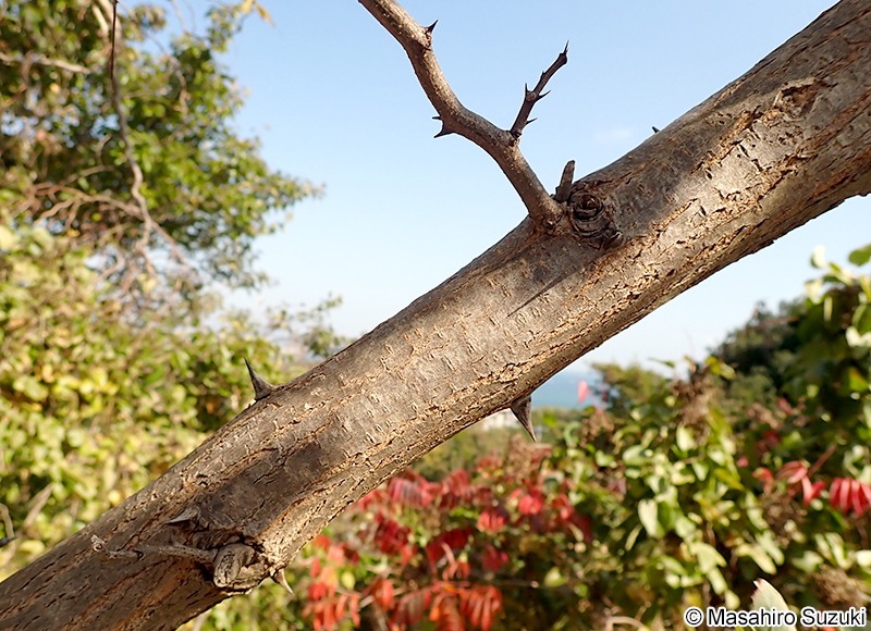ニセアカシア（ハリエンジュ） Robinia pseudoacacia