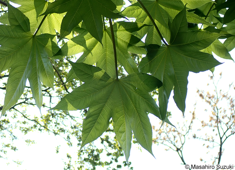 ハリギリ Kalopanax septemlobus