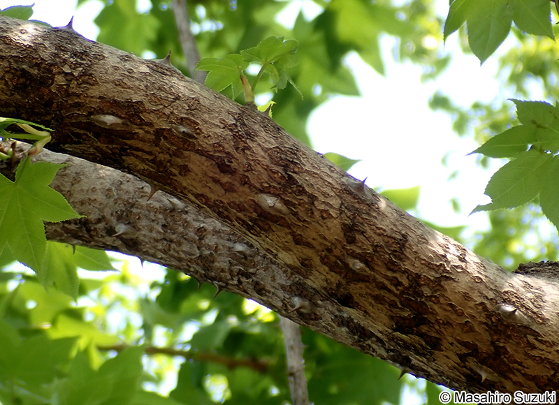 ハリギリ Kalopanax septemlobus