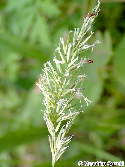 ハルガヤ Anthoxanthum odoratum