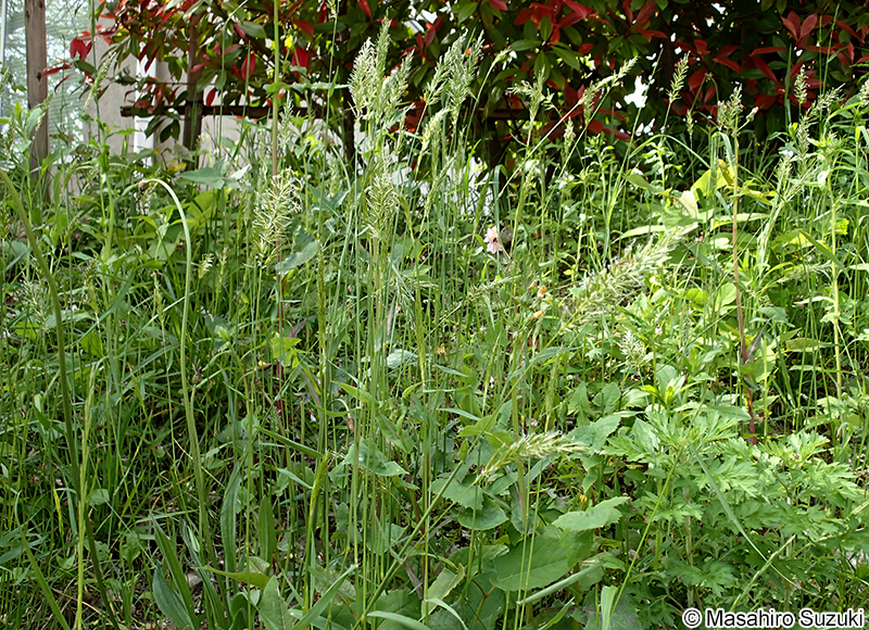 ハルガヤ Anthoxanthum odoratum