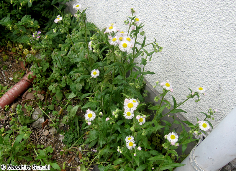 ハルジオン Erigeron philadelphicus