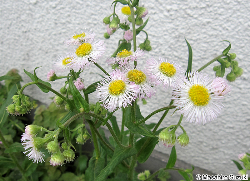 ハルジオン Erigeron philadelphicus