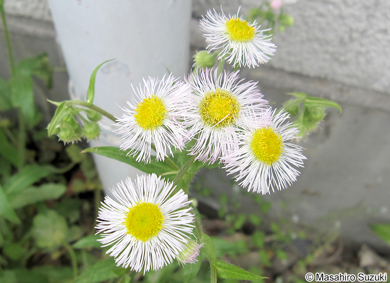 ハルジオン Erigeron philadelphicus