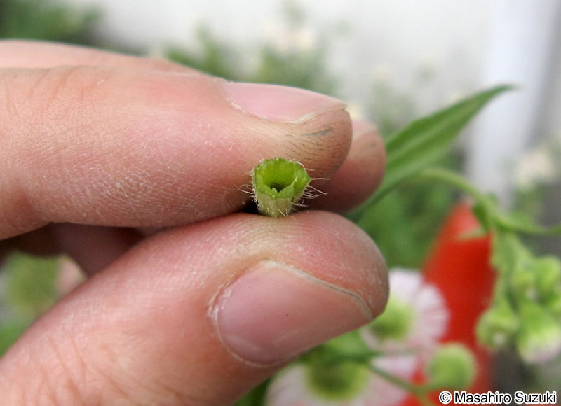ハルジオン Erigeron philadelphicus
