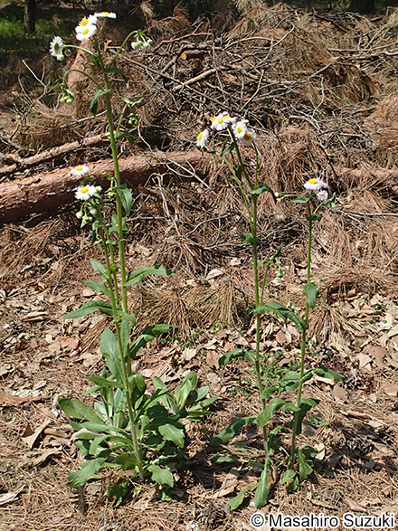 ハルジオン Erigeron philadelphicus