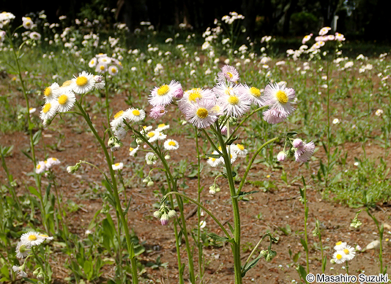 ハルジオン Erigeron philadelphicus