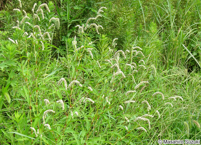ハルタデ Persicaria maculosa var. pubescens
