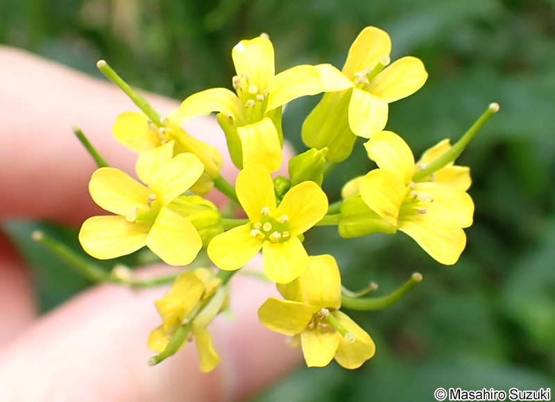 ハルザキヤマガラシ Barbarea vulgaris