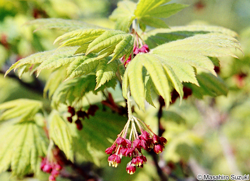 ハウチワカエデ Acer japonicum