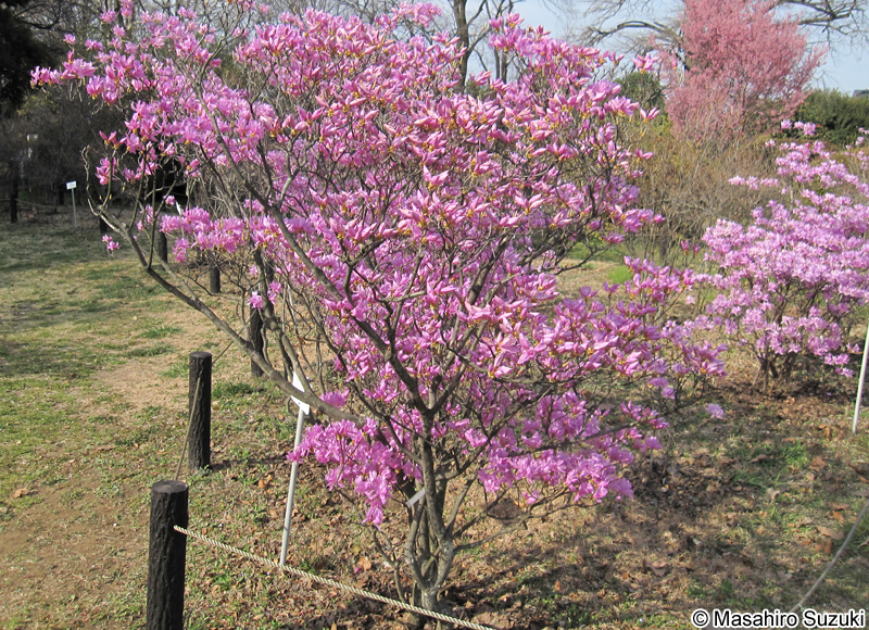 ハヤトミツバツツジ Rhododendron dilatatum var. satsumaense