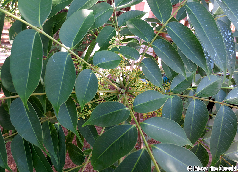 ハゼノキ Toxicodendron succedaneum