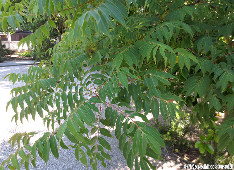 ハゼノキ Toxicodendron succedaneum