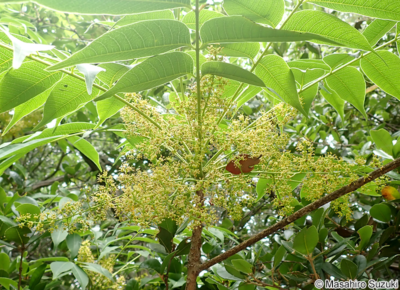 ハゼノキ Toxicodendron succedaneum