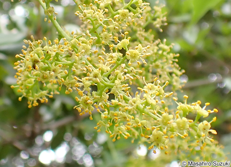 ハゼノキ Toxicodendron succedaneum