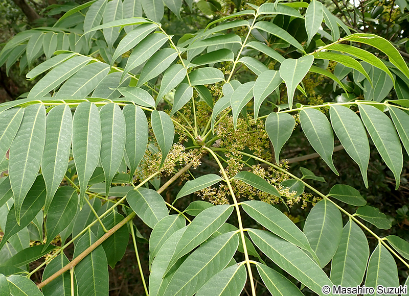 ハゼノキ Toxicodendron succedaneum