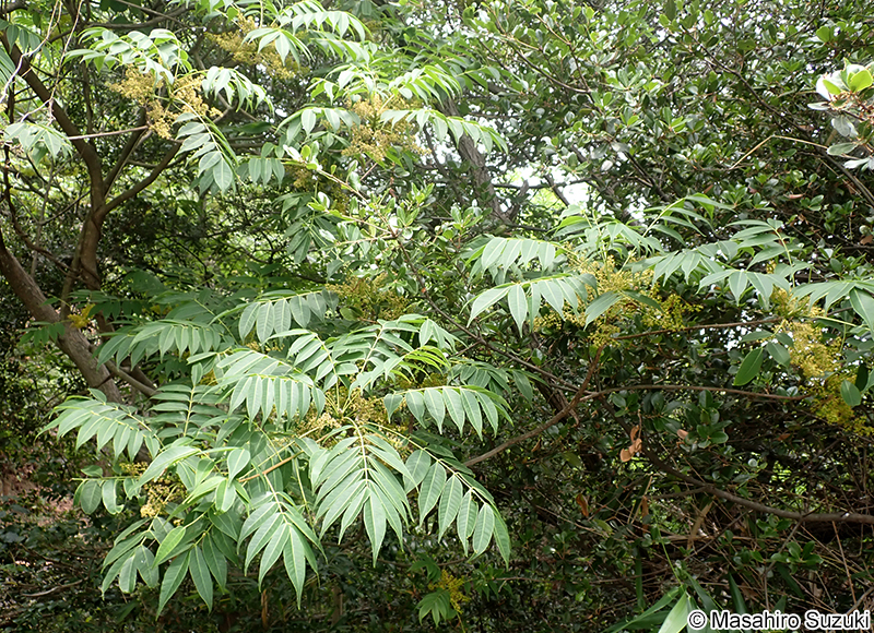 ハゼノキ Toxicodendron succedaneum