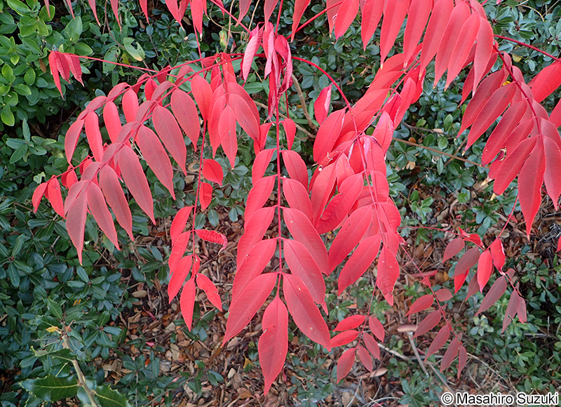 ハゼノキの紅葉