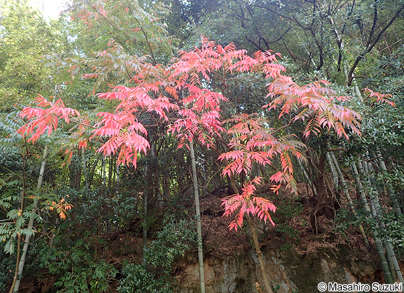 ハゼノキ Toxicodendron succedaneum