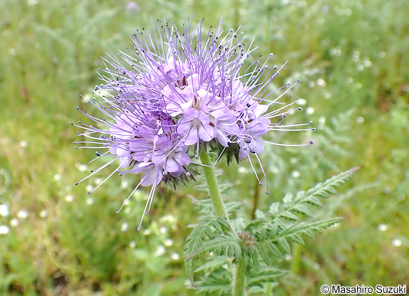 ハゼリソウ Phacelia tanacetifolia