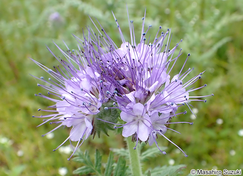 ハゼリソウ Phacelia tanacetifolia