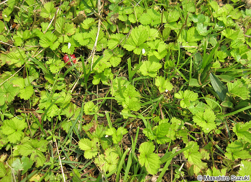 ヘビイチゴ Potentilla hebiichigo