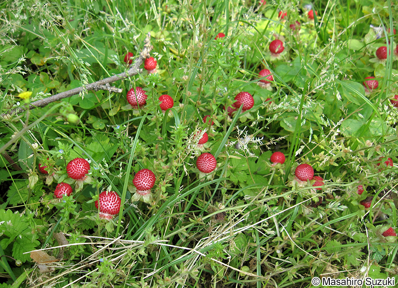 ヘビイチゴ Potentilla hebiichigo
