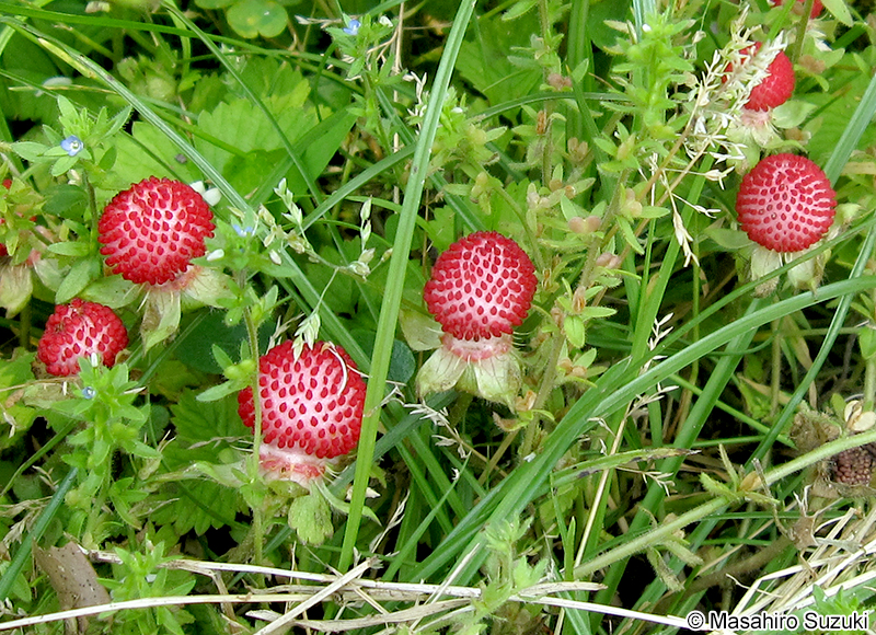 ヘビイチゴ Potentilla hebiichigo