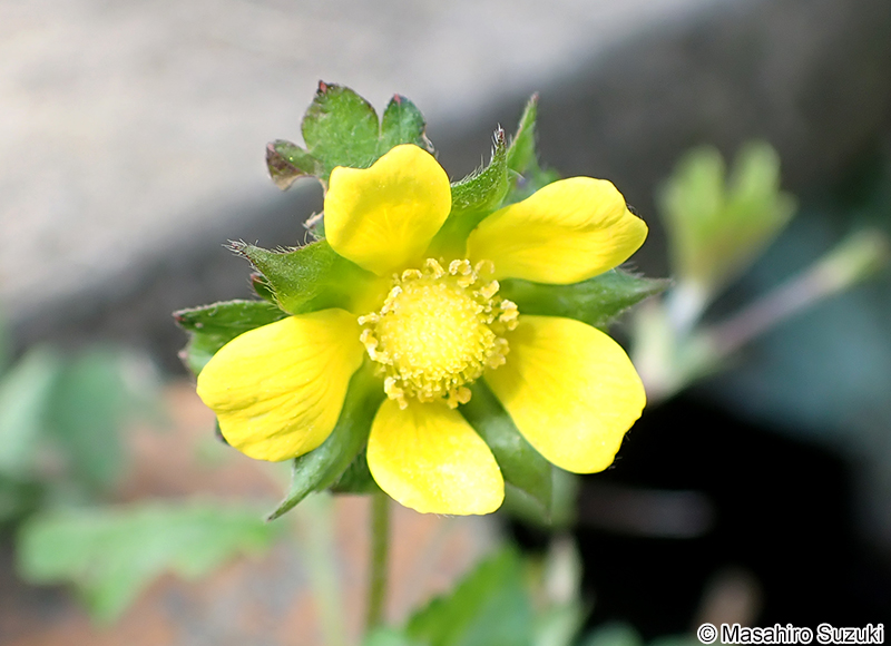 ヘビイチゴ Potentilla hebiichigo