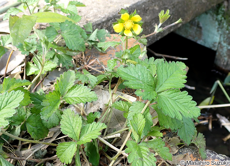 ヘビイチゴ Potentilla hebiichigo