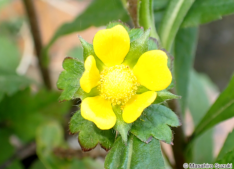 ヘビイチゴ Potentilla hebiichigo