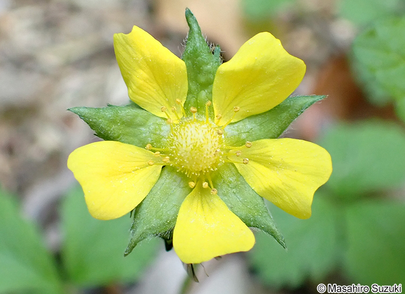 ヘビイチゴ Potentilla hebiichigo